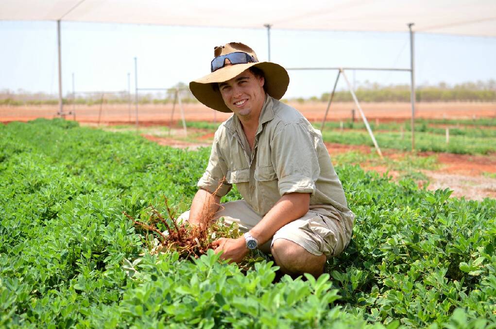 PEANUT POTENTIAL: Department of Primary Industry and Fisheries technical officer Grant Cutler inspects the Katherine Research Station peanut trial.