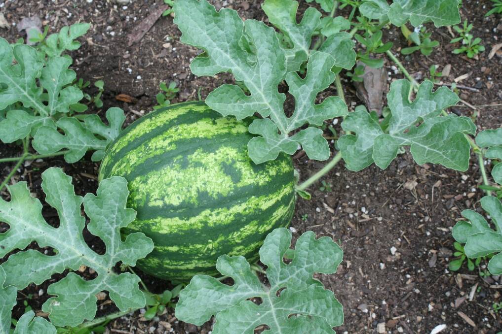 INDUSTRY CONCERN: A suspected case of cucumber green mottle mosaic virus has been detected on a watermelon farm near Katherine.