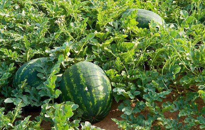 WAIT AND SEE: Cucumber green mottle mosaic virus could have a devastating 
impact on the Northern Territory’s $50 million watermelon industry. 