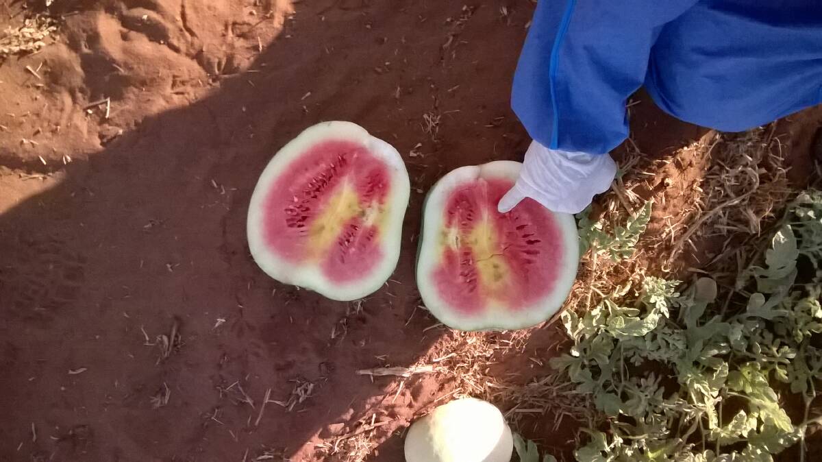 DEVASTATING IMPACT: Watermelon growers in the Katherine region have been banned from producing a crop for the next two years following an outbreak of cucumber green mottle mosaic virus.