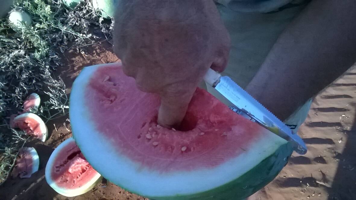 HIT HARD: The outbreak of cucumber green mottle mosaic virus has devastated Katherine watermelon producers. Photo: B. CONDE/DEPARTMENT OF PRIMARY INDUSTRY AND FISHERIES