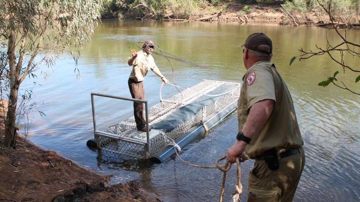 GALLERY - Dog-eating freshwater croc caught