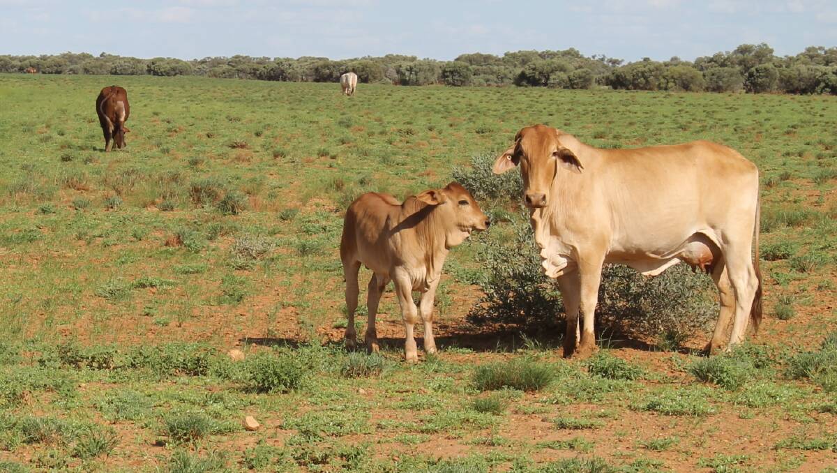 New research is hoping to reduce calf loss rates. 