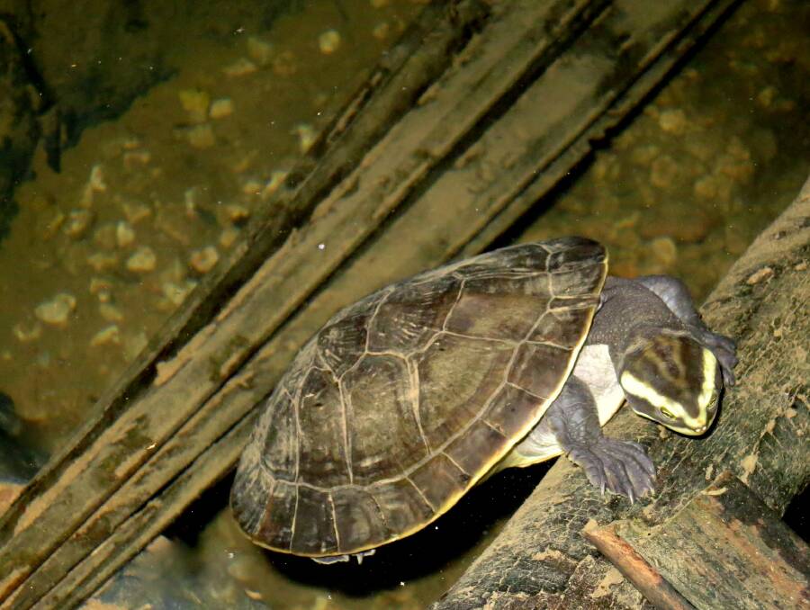 Great pets: Northern yellow faced turtles are the most common pet turtles and they are incredibly cute when they are hatchlings. Photo: supplied.