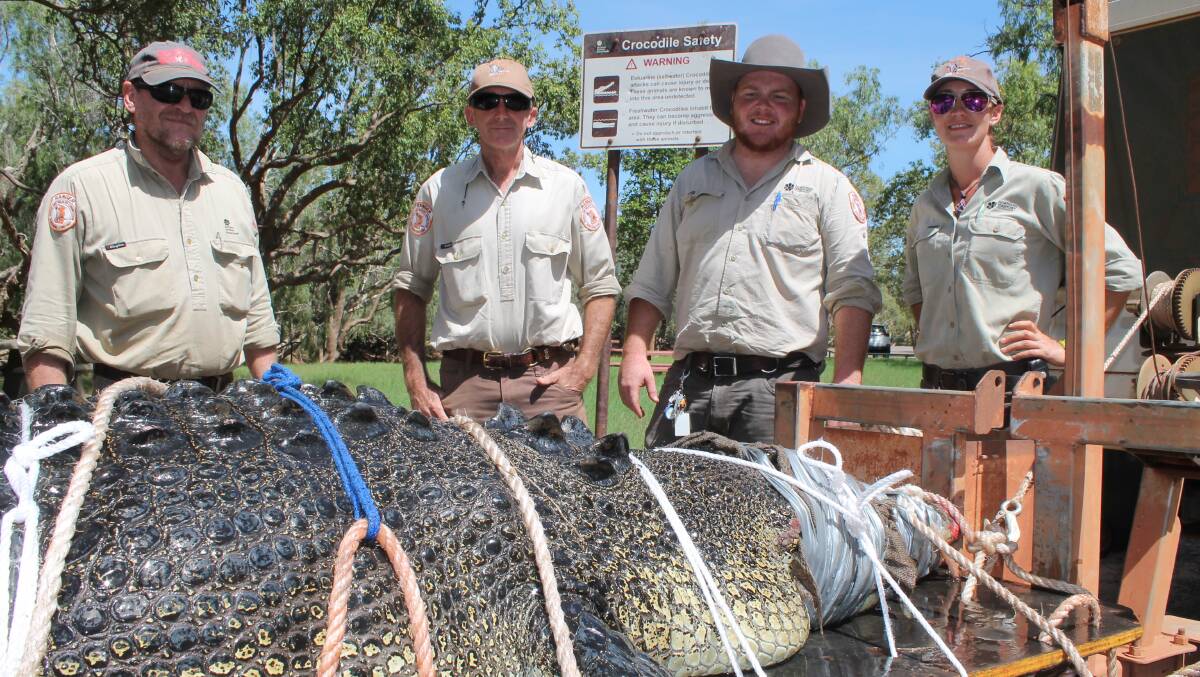 BIG CATCH: The biggest crocodile for the year was trapped in Katherine last month by Katherine rangers.