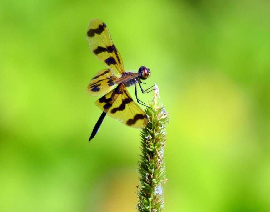 The tiger wing also known as the graphic flutterer (Rhyothemis graphiptera) and is a common sight at end of the wet season. Picture:supplied.