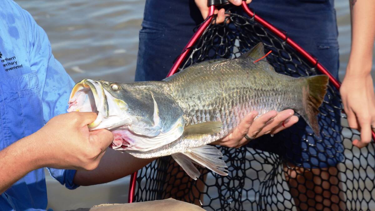MONEY FISH: 101 prized barramundi have been released in Top End waters. 