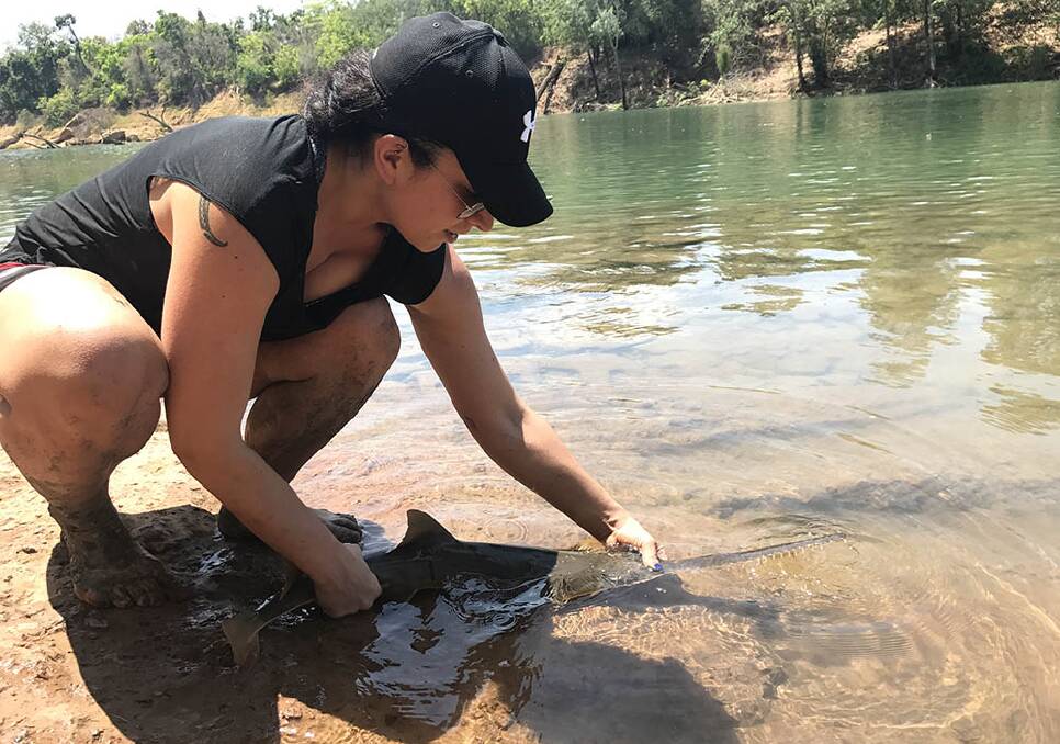 CDU research associate Brittany Finucci releases a largetooth sawfish pup into the Daly River.