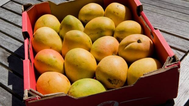 PRICEY FRUIT: Making mango wine can be an expensive hobby if you don't have the fruit growing in your backyard.