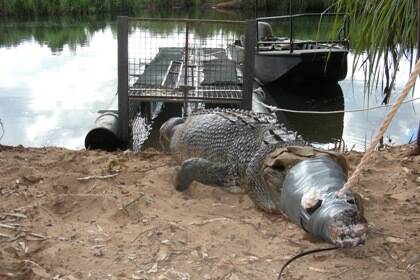 Four salties have been caught in the Katherine region in one week.