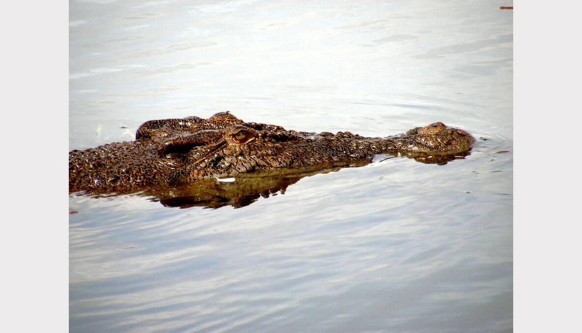 Crocodiles in the Katherine region.