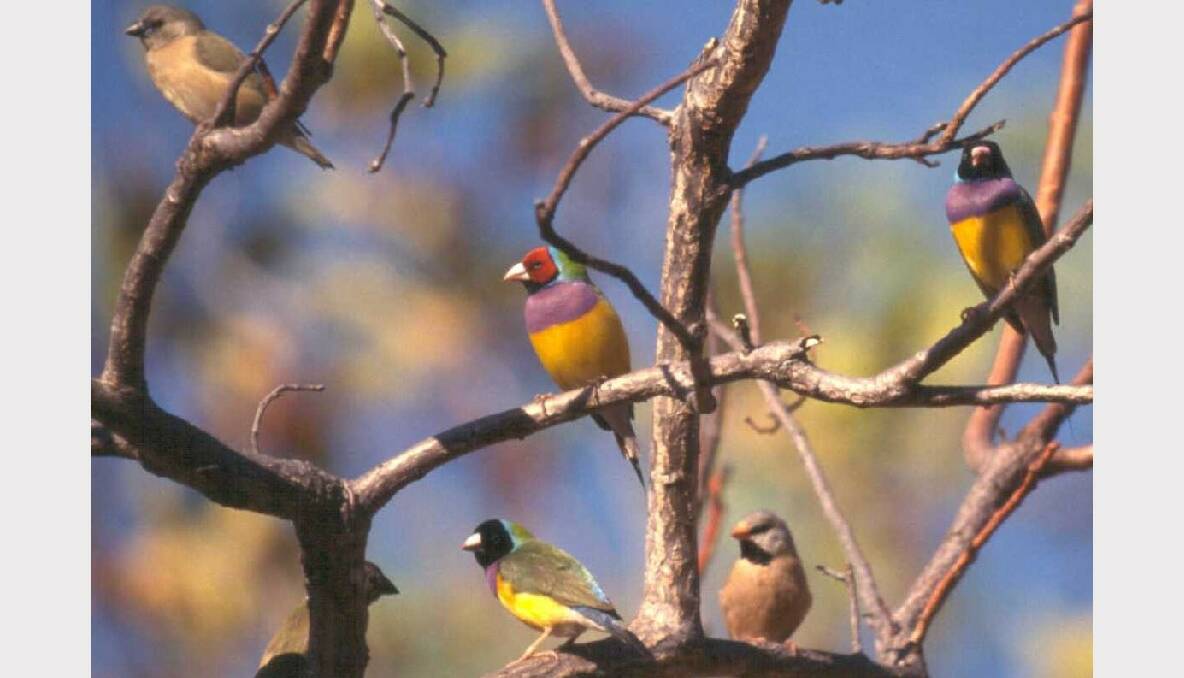 Gouldian finches are small seed eating birds that eat different types of grass seed depending on the time of year. 