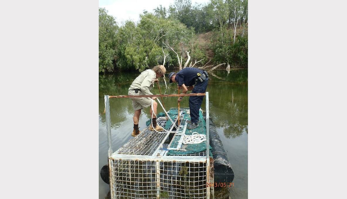 A huge 4.58m saltwater crocodile, believed to be between 60 to 80 years old, was captured at Bulla Camp on the East Baines River in the Victoria River District on May 21.  