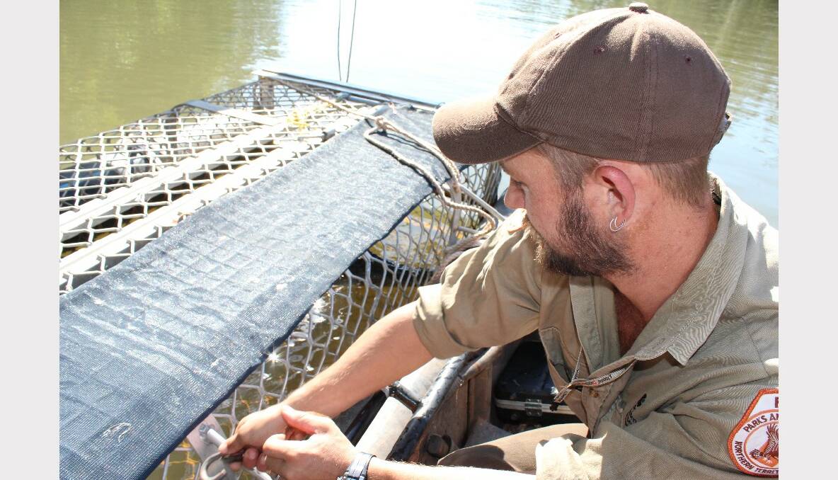 Three saltwater crocodiles were captured in the Katherine River on April 29.  
