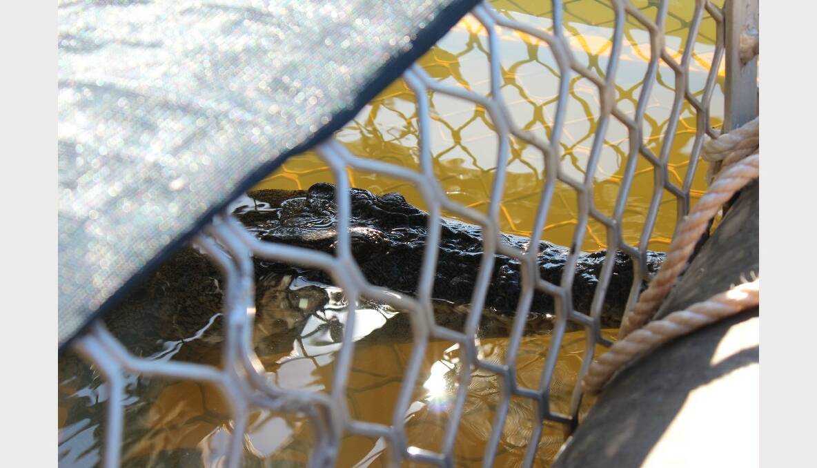 Three saltwater crocodiles were captured in the Katherine River on April 29.  