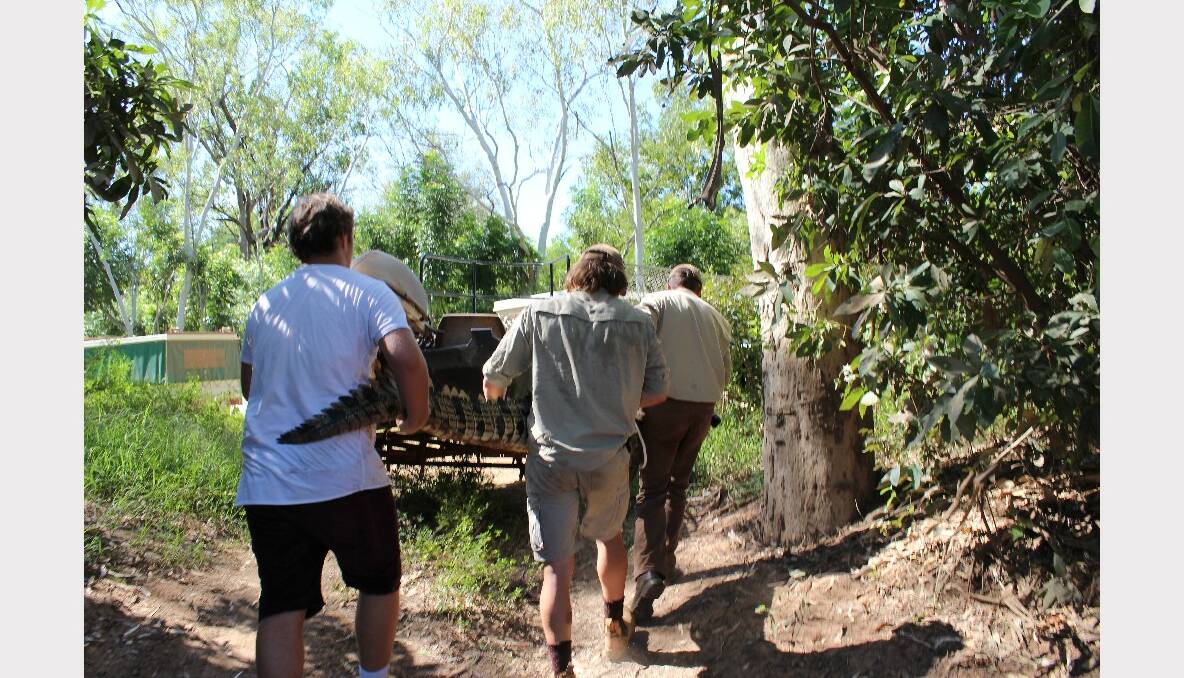 Three saltwater crocodiles were captured in the Katherine River on April 29. 