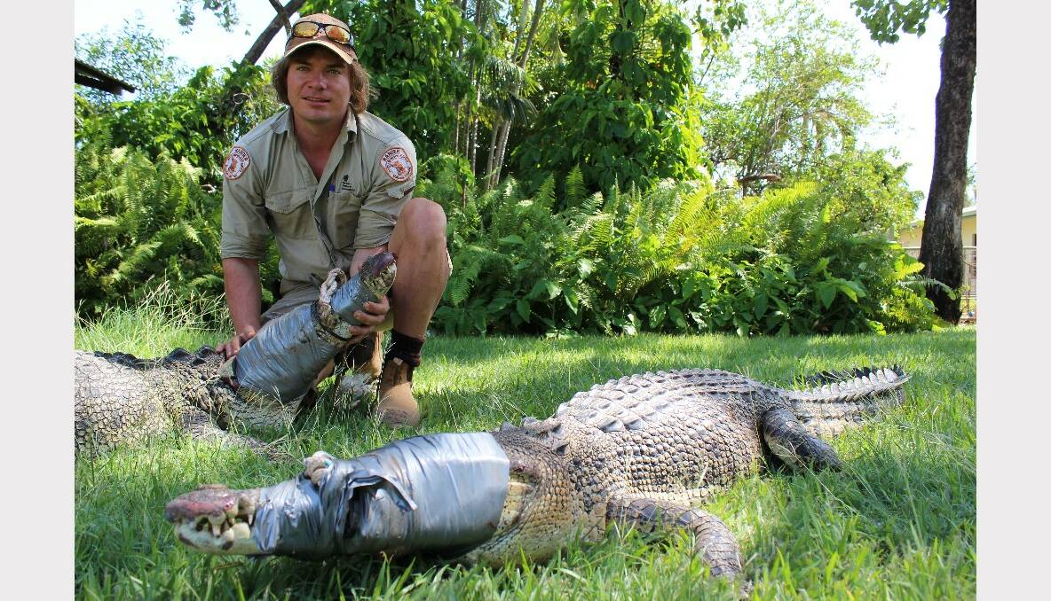 Three saltwater crocodiles were captured in the Katherine River on April 29.