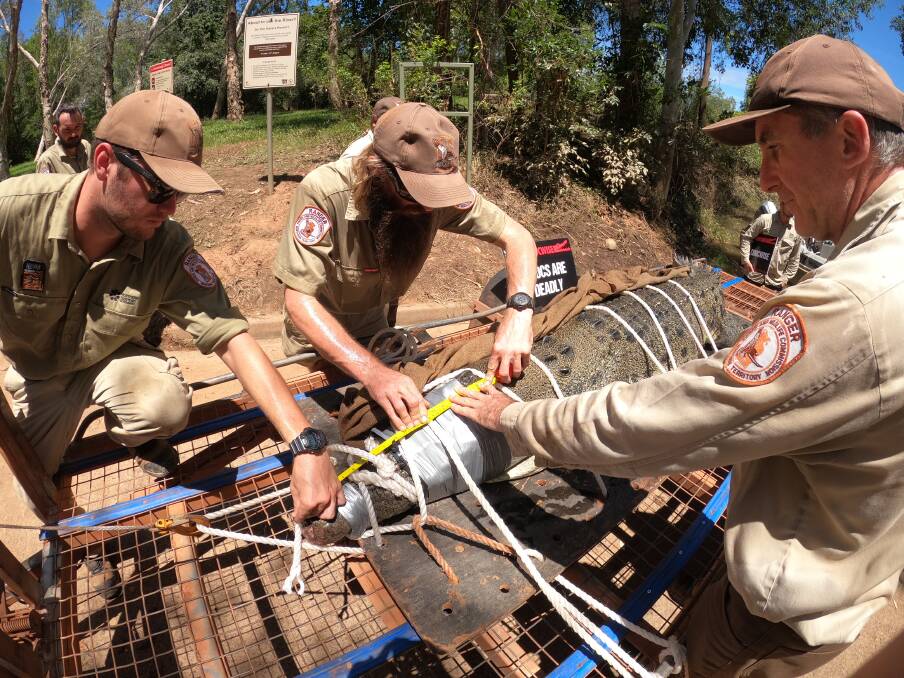 Senior wildlife ranger John Burke (right) and the team take neasurements of the saltwater crocodile captured at Nitmiluk National Park in Katherine on Monday. Picture: NT Parks and Wildlife. 