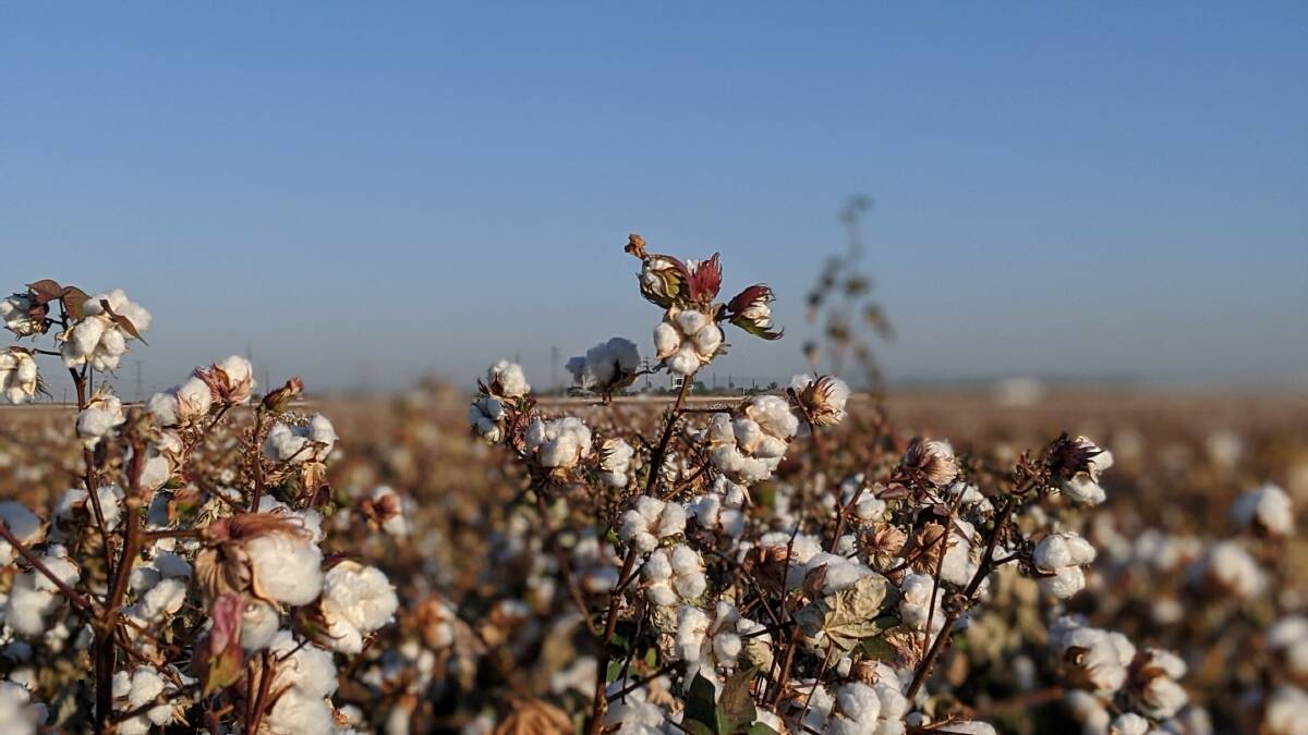 Cotton is known to be a thirsty crop, and plans to grow it in the Katherine region have come up against resistance from residents concerned about water scarcity. Picture: Fred Moreno. 