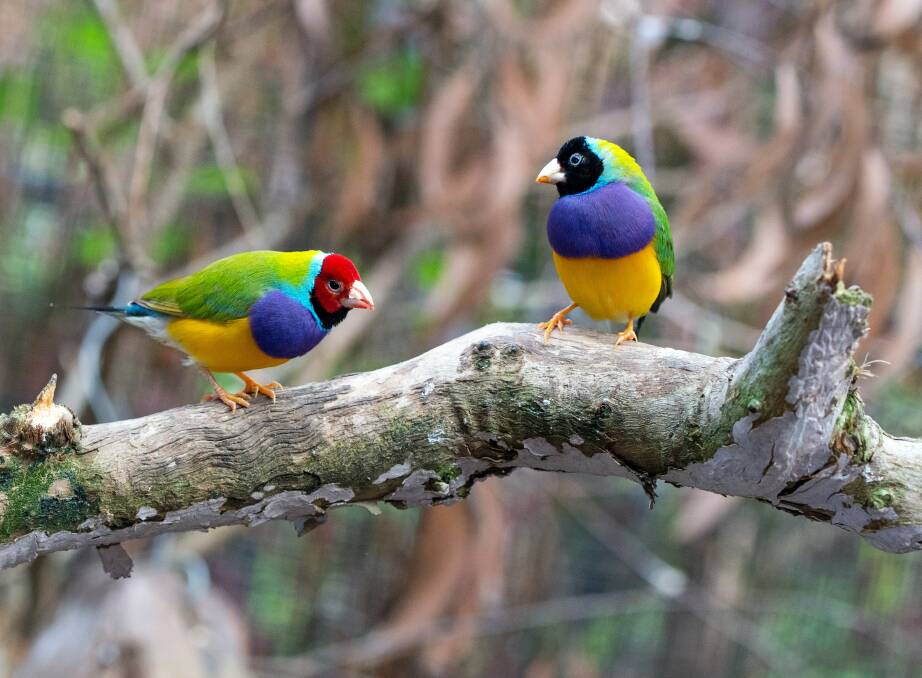 It is estimated there are just 2,500 Gouldian finches left in the wild, mainly found in isolated populations in the Northern Territory and Kimberley regions of Western Australia. Picture: David Clode. 