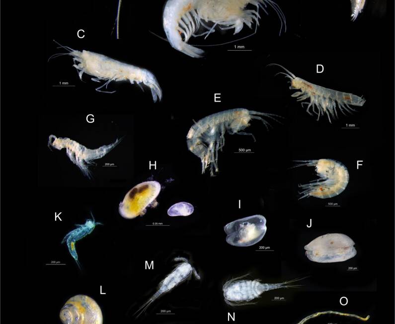Eleven new species of stygofauna have been found in the aquifers deep within the Beetaloo Basin, stretching up to Katherine. Picture: CSIRO. 