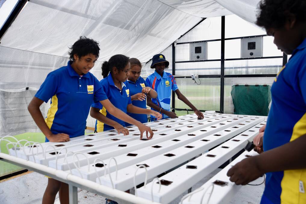 Students at Kintore Street School in Katherine have planted native basil, lettuce and bok choy in their hydroponic greenhouse, as part of a joint project with Food Ladder. Picture: Roxanne Fitzgerald. 