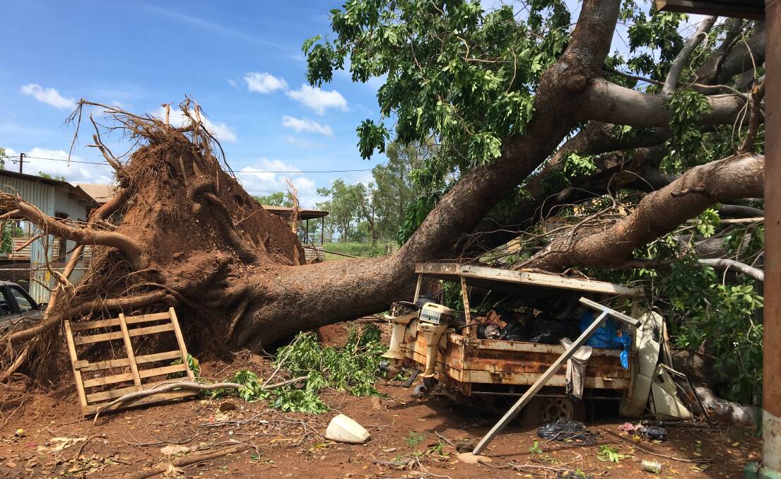 A large tree taken down in Ngukurr with Ex-Tropical Cyclone Tiffany. Picture: Supplied