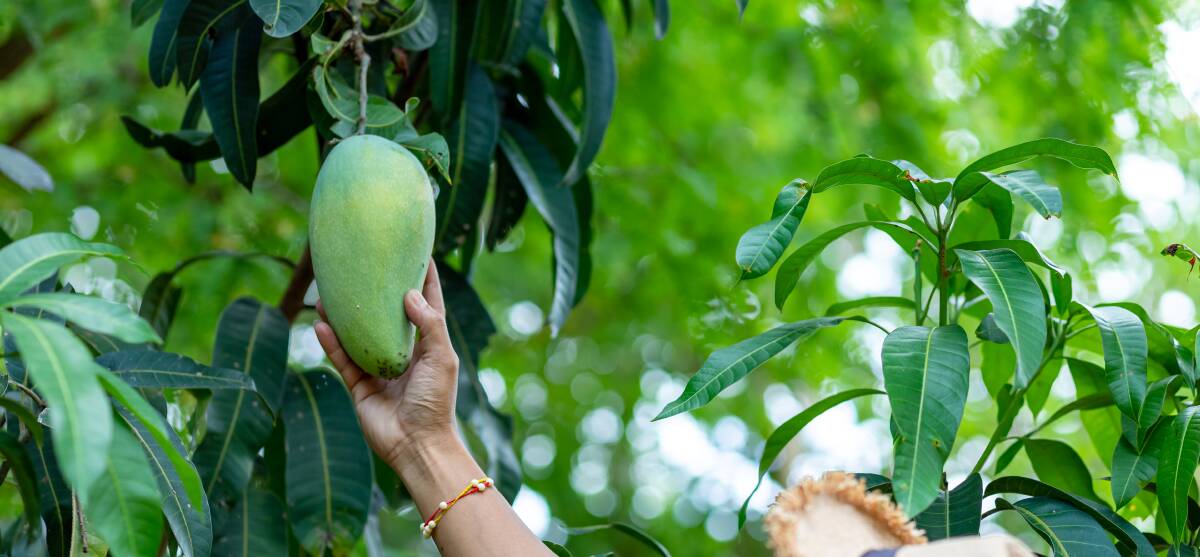 The 34-year-old was working on a mango farm in Berry Springs. 