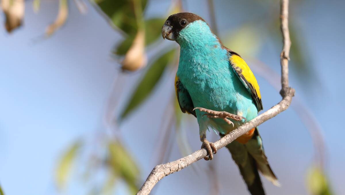 The Hooded Parrot is one of the bird species expected to be seen at the festival. Picture: Marc Gardner