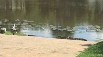 Crocs have even been spotted in man-made lakes in the middle of suburbia. Picture: City of Palmerston Facebook