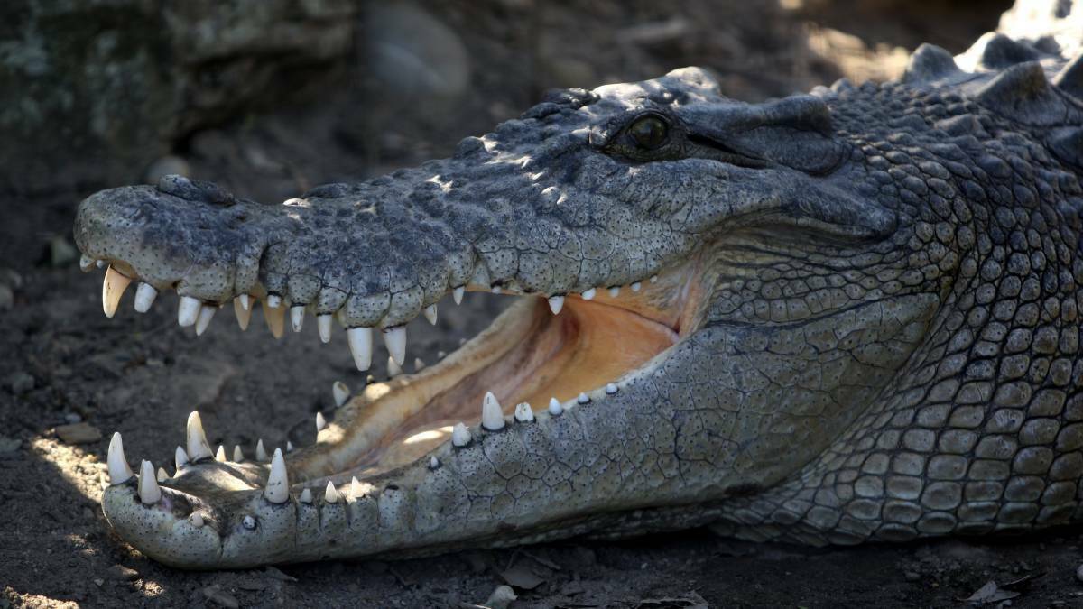 Adelaide River has a large population of Saltwater Crocodiles. File picture