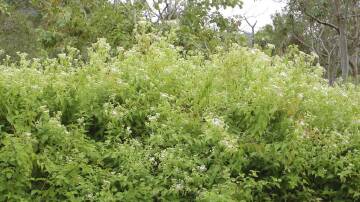Siam weed is one of the world's most invasive weeds due to its fast growth habit. Picture: DAF