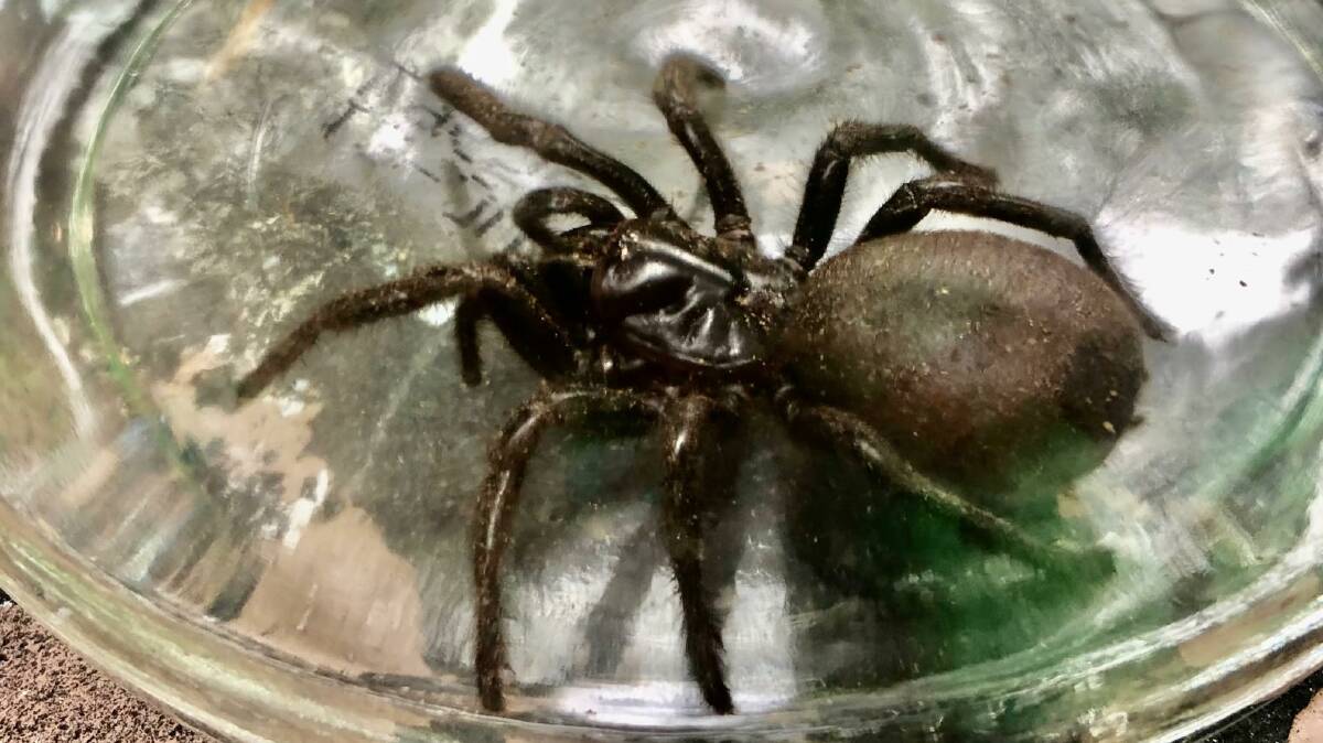 This female Sydney funnel-web spider was found at a Coledale home before it was captured and taken to Symbio. Picture: Dylan Cope 