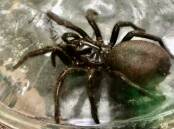 Deadly: This female Sydney funnel-web spider was found at a Coledale home before it was captured and taken to Symbio. Picture: Dylan Cope 