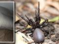 Watch out: Funnel-web spiders like the one pictured at Stanwell Park will be on the move after the recent rains and can head indoors, like one one (inset) found in a Wombarra bed. Pictures: Dylan Cope