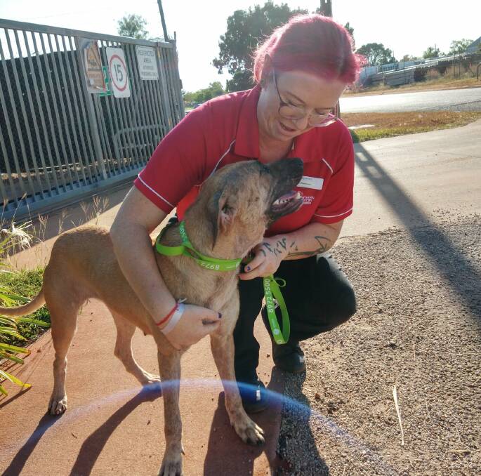LOVE: A lost dog found by Council Rangers last month has been welcomed into her new loving home. Photo: Katherine Town Council.