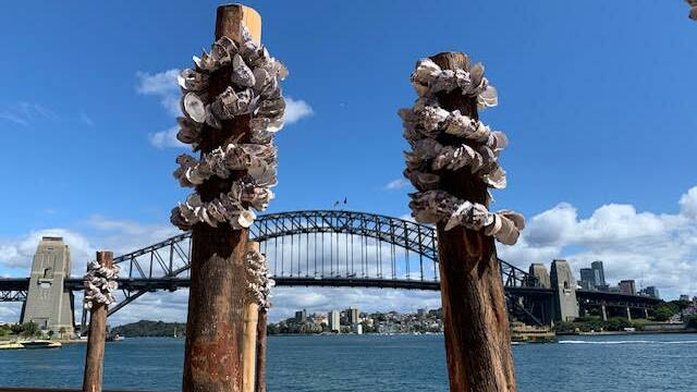 Oysters shelling out for Opera House showcase