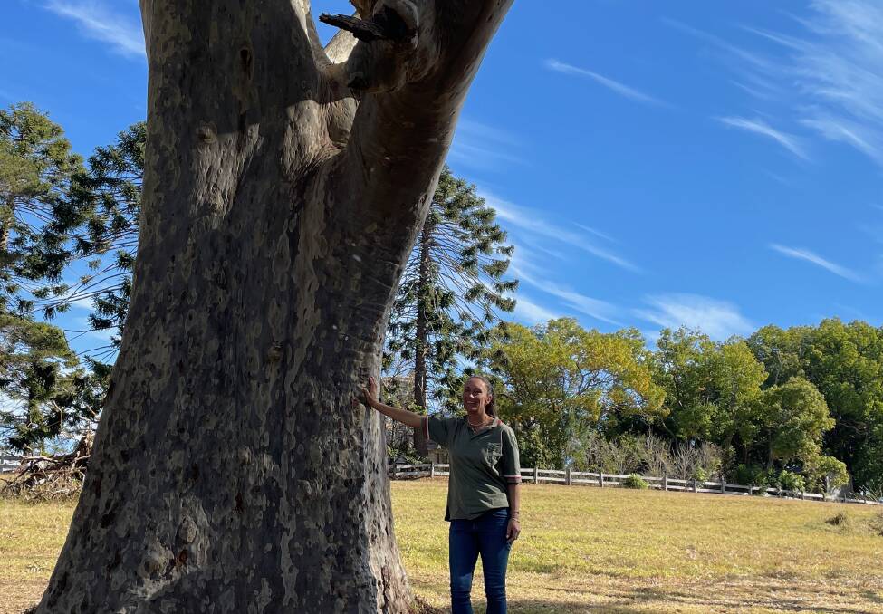 Fiona McCuaig has worked in conservation her entire life having worked in America, Asia, the Antarctica, in marine conservation and for Sea Shepherd. Pictured here with spotted gums that are 250 to 300 years old. Picture by Marion Williams