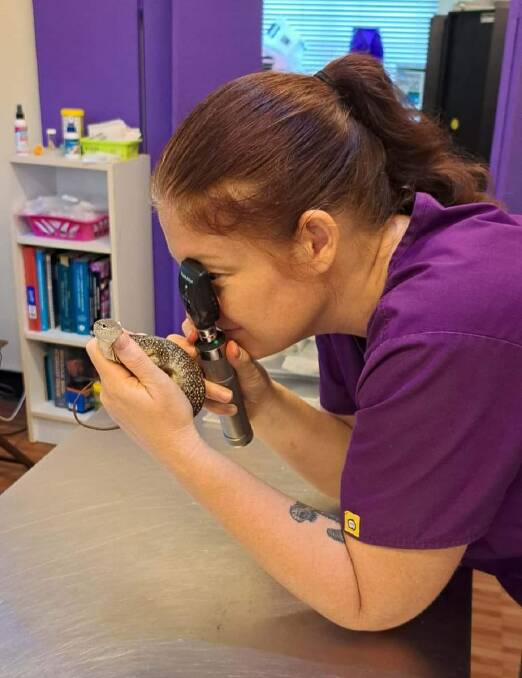 Veterinarian Dr Bec Webster examining the spotted tree monitor. 