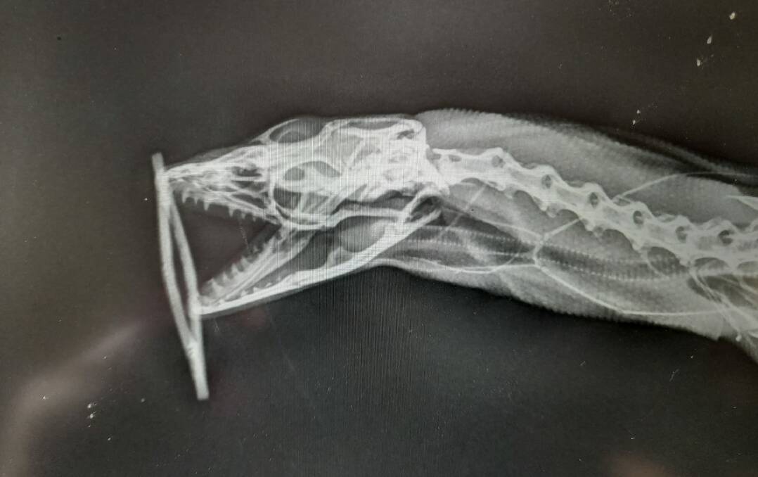 X-ray images of the injured spotted tree monitor revealed a secret.