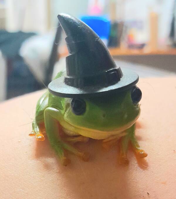 A therapy green tree frog, dressed up for role play. 