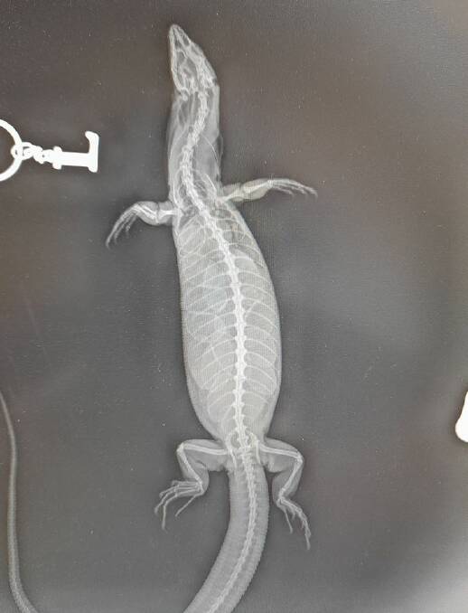 The X-Ray shows the lizard full of eggs. 