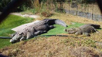 Fancy owning a property with ten crocodiles? This is the place for you. 