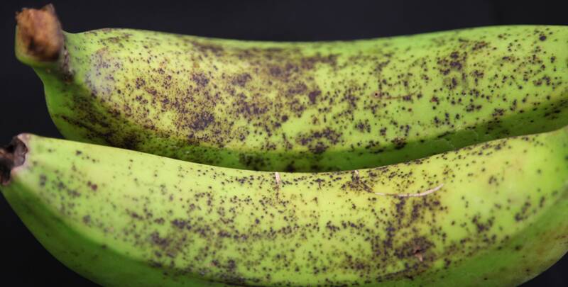 Banana freckle is a fungal disease.