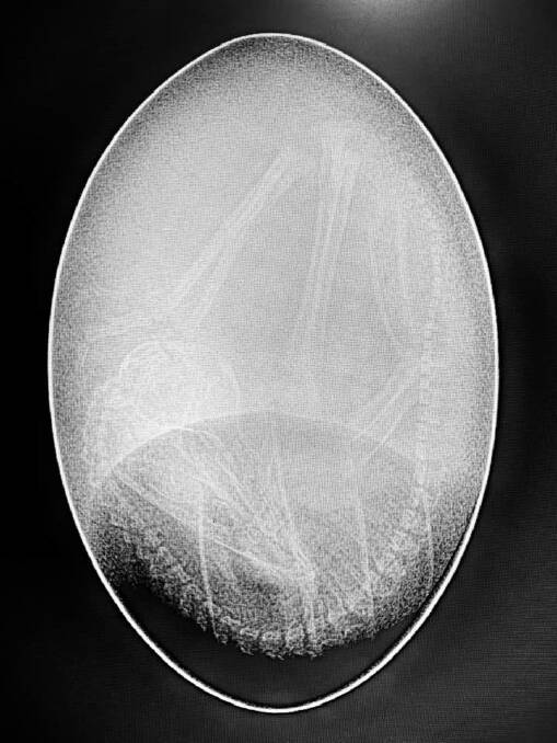 Dr Stephen Cutter X-rayed the emu eggs. 