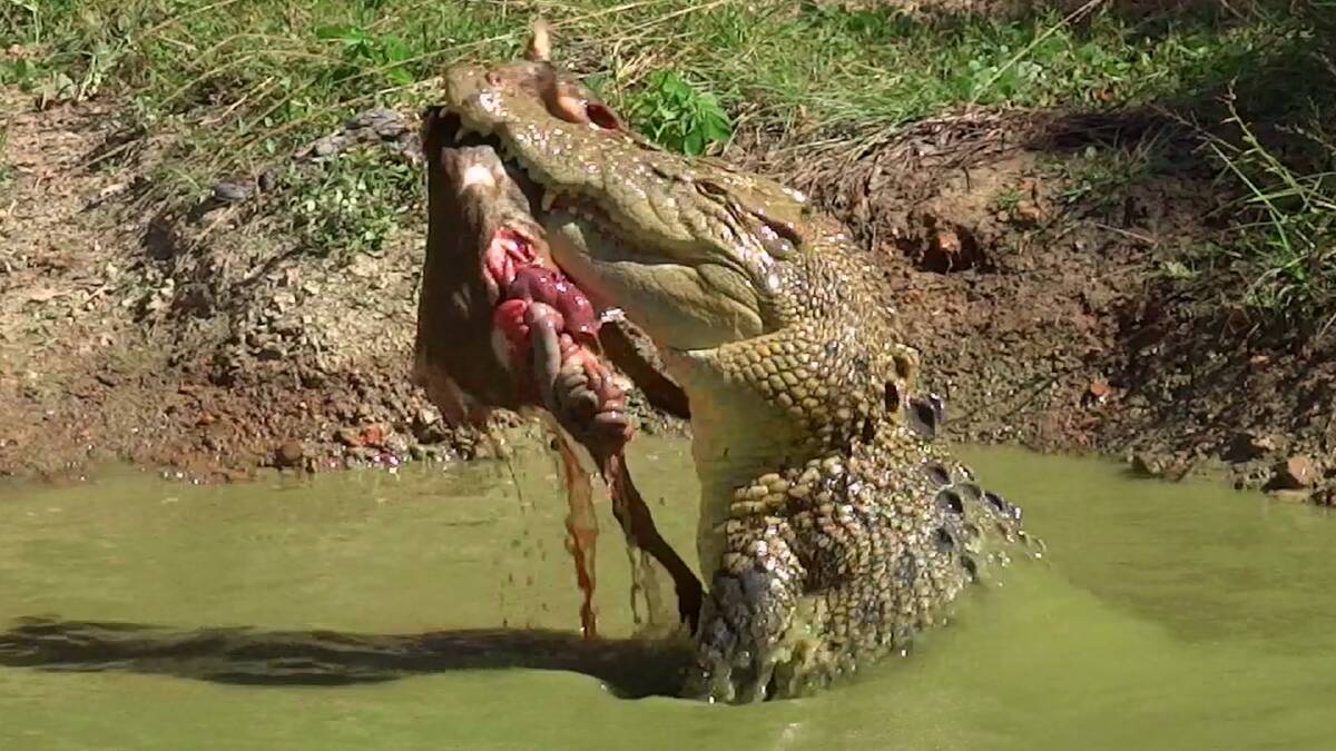 10 crocs and a smoking ghost in a Panama hat: 'Unique' Territory home with 'abundant wildlife' on the market