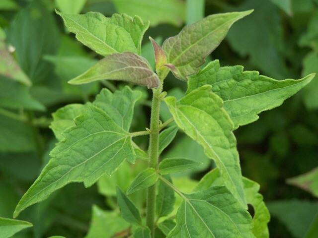 Territorians are urged to keep an eye out for Siam weed. Picture: DEPWS.