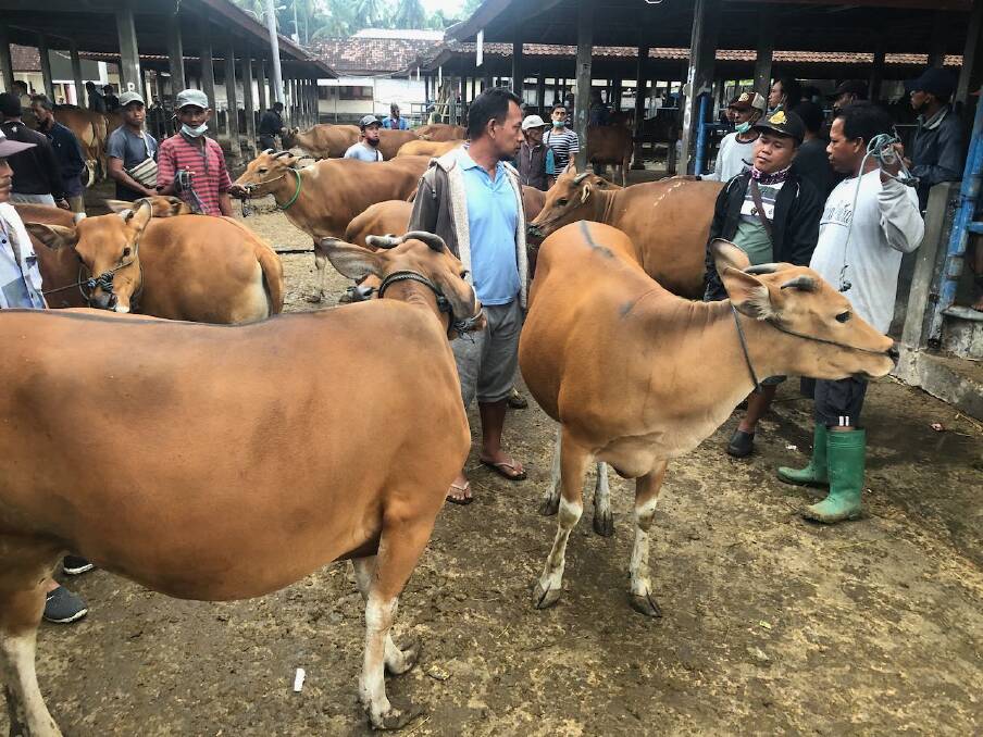 Bali cattle have a beautifully sleek hide so it will be obvious to anyone when LSD passes through Bali on its journey eastwards. Picture: Supplied.