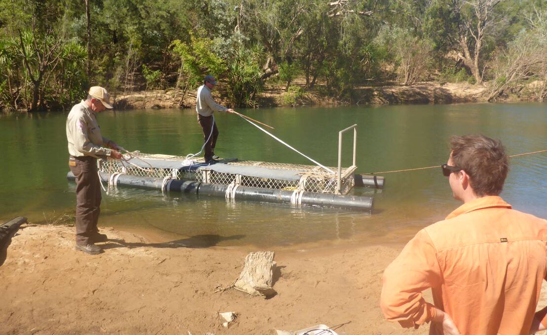 At Taylors Park boat ramp yesterday, four Quintis workers helped the rangers pull in the saltie from the trap. Photo: NT Parks and Wildlife. 