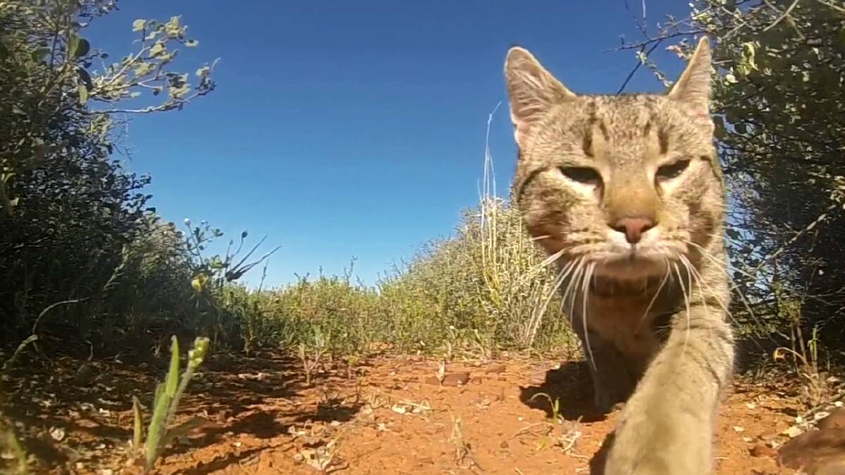 Each feral cat in the bush kills 740 animals per year. Picture: Hugh McGregor